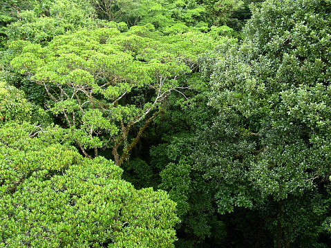 view of the tops of the middle layer in the Costa Rica rainforest. SEE ALSO