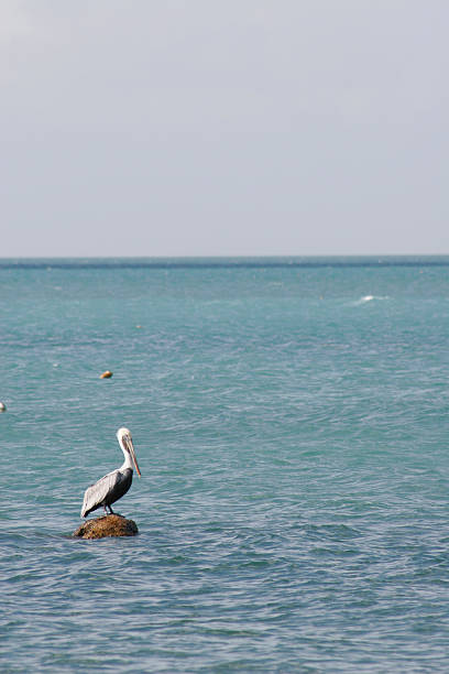 pelican en el mar - miami marathon fotografías e imágenes de stock