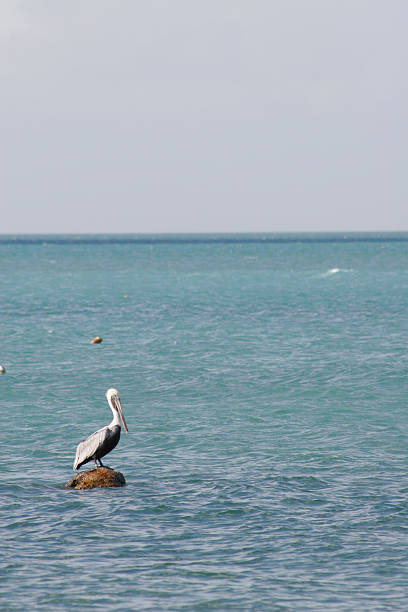 Pelican in the Ocean a pelican sitting on a rock in the Florida Keys miami marathon stock pictures, royalty-free photos & images