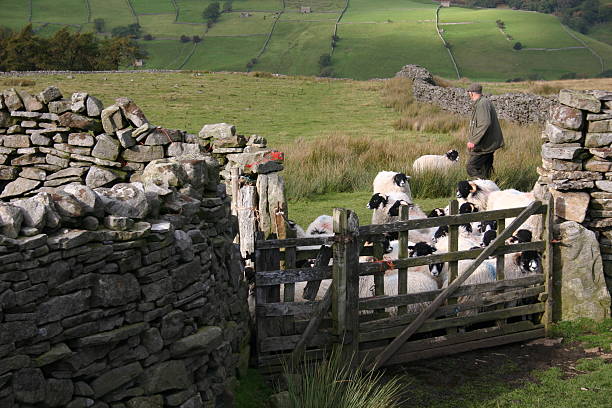 istock English farmer with sheep 172194480