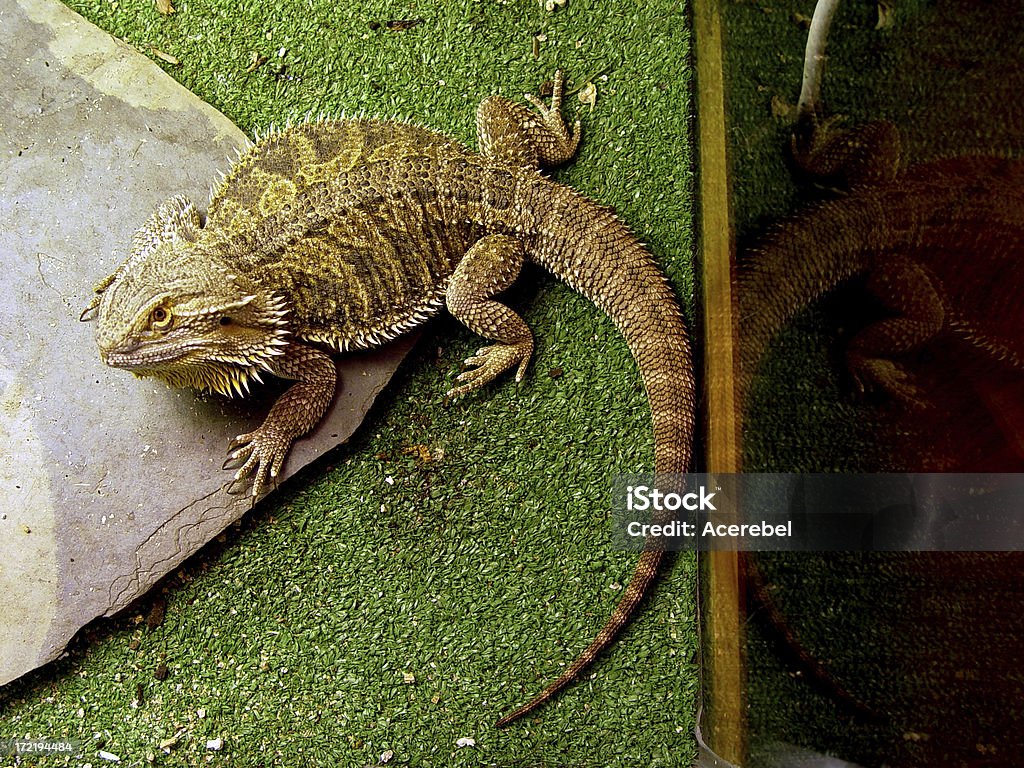 Lagarto - Royalty-free Animal de Estimação Foto de stock