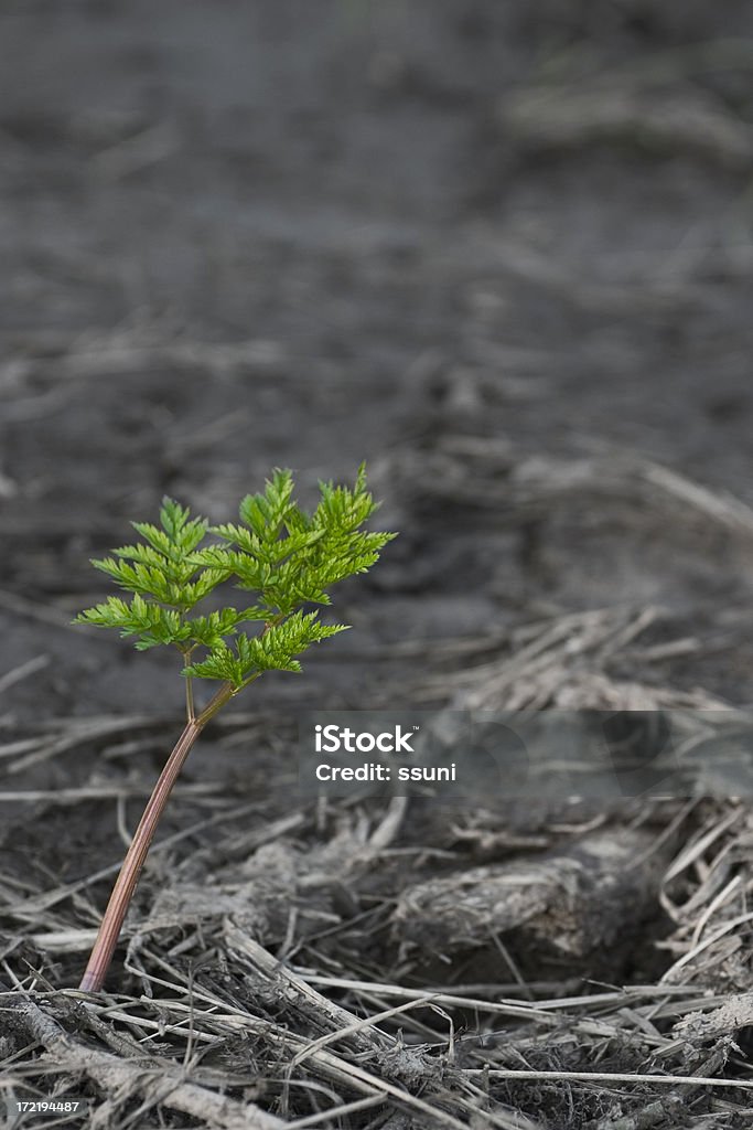 new life New plant rises from ground Ash Stock Photo