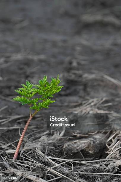 New Life Stock Photo - Download Image Now - Ash, New Life, Beginnings