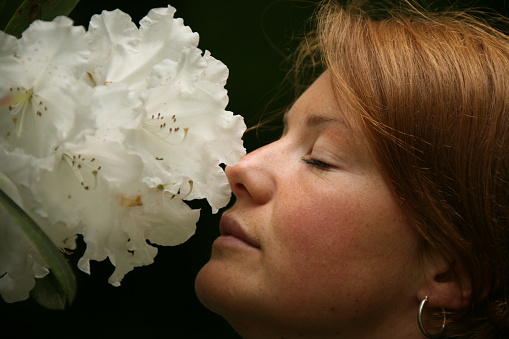 Smelling The Flowers Stock Photo Download Image Now Animal Nose Smelling The Flowers Stock Photo Download Image Now Animal Nose