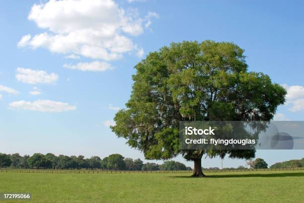 Wunderschönes Land Landschaft Stockfoto und mehr Bilder von Agrarbetrieb - Agrarbetrieb, Alt, Baum