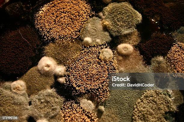 Foto de Vista De Detalhe Aérea De Mofo Sobre Café e mais fotos de stock de Abstrato - Abstrato, Antigo, Comida e bebida