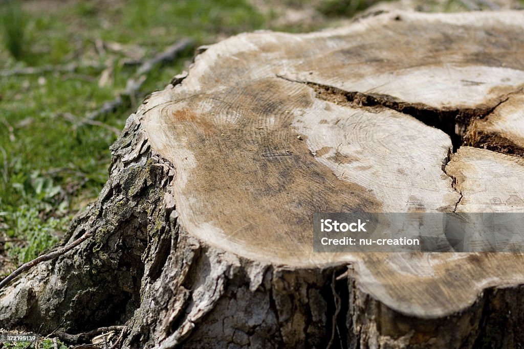 tree stump up close of tree stump from recently cut tree Removing Stock Photo