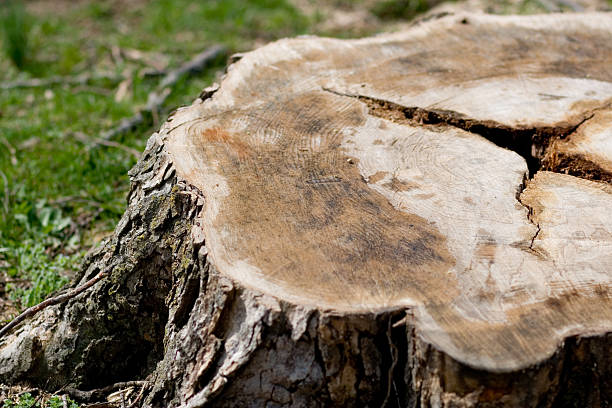 tree stump up close of tree stump from recently cut tree removing stock pictures, royalty-free photos & images