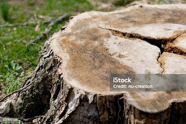 Tree Stump Stock Photo - Download Image Now - Removing, Tree Stump, Tree