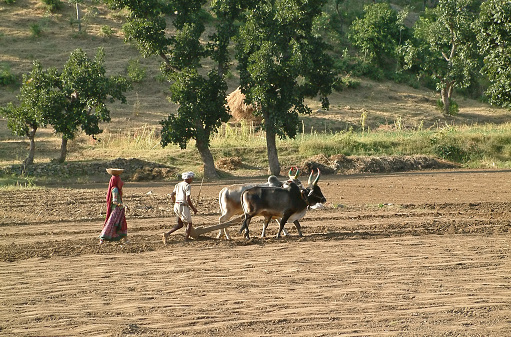 A man  is plowing with his buffalo on the traditional way ,a woman is coming behind and is sowing on the field in rural Rajasthan,India.