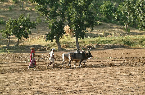 Man and woman plowing and sowing in field, Rajasthan,India A man  is plowing with his buffalo on the traditional way ,a woman is coming behind and is sowing on the field in rural Rajasthan,India. thar desert stock pictures, royalty-free photos & images