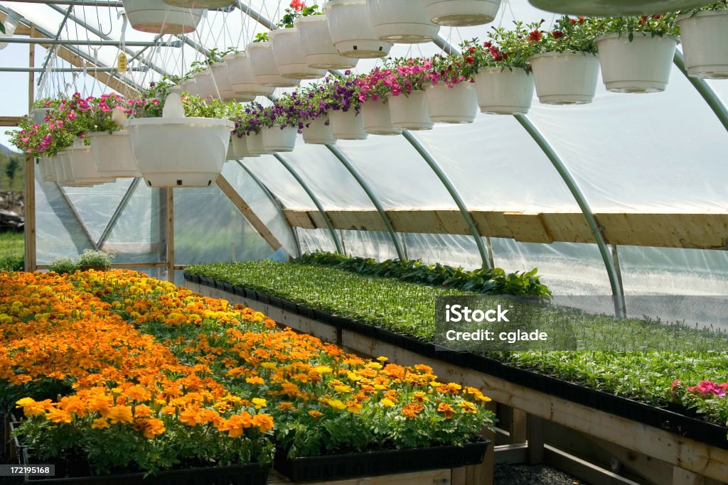 Greenhouse 2 - Foto de stock de Cabeza de flor libre de derechos