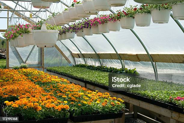 Greenhouse 2 Foto de stock y más banco de imágenes de Cabeza de flor - Cabeza de flor, Caléndula - Flor Templada, Centro de jardinería