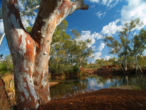 Gum trees around a billabong in the Pilbara region of the Western Australian outback.  Olympus E-500 DSLR.