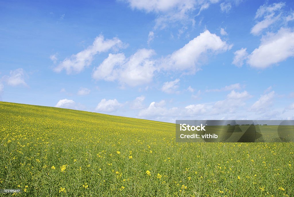 Verde con hermosos campos de flores amarillas y esponjosas nubes - Foto de stock de Agricultura libre de derechos