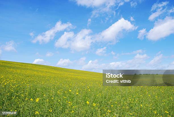 아름다운 버처 필드를 노란색 꽃과 솜털의 클라우드 0명에 대한 스톡 사진 및 기타 이미지 - 0명, 경관, 구름