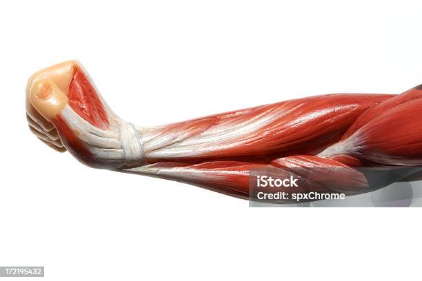 Músculos Do Braço - Fotografias de stock e mais imagens de Homens - Homens, Sem Pele, Adulto