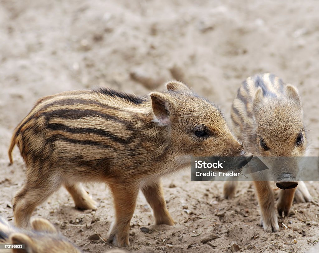 shoats - Foto stock royalty-free di Cinghiale - Animale