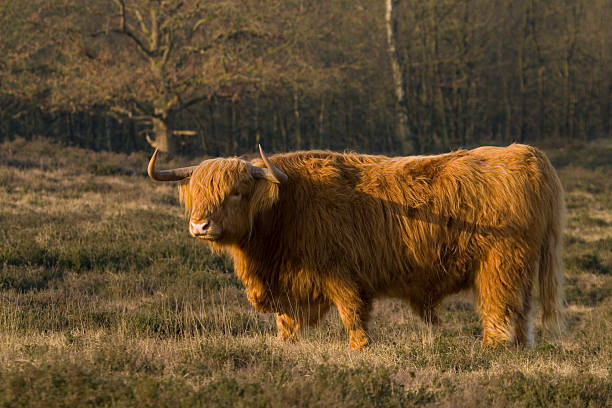 istock Highland Cattle in dutch wildlife reserve 172195675