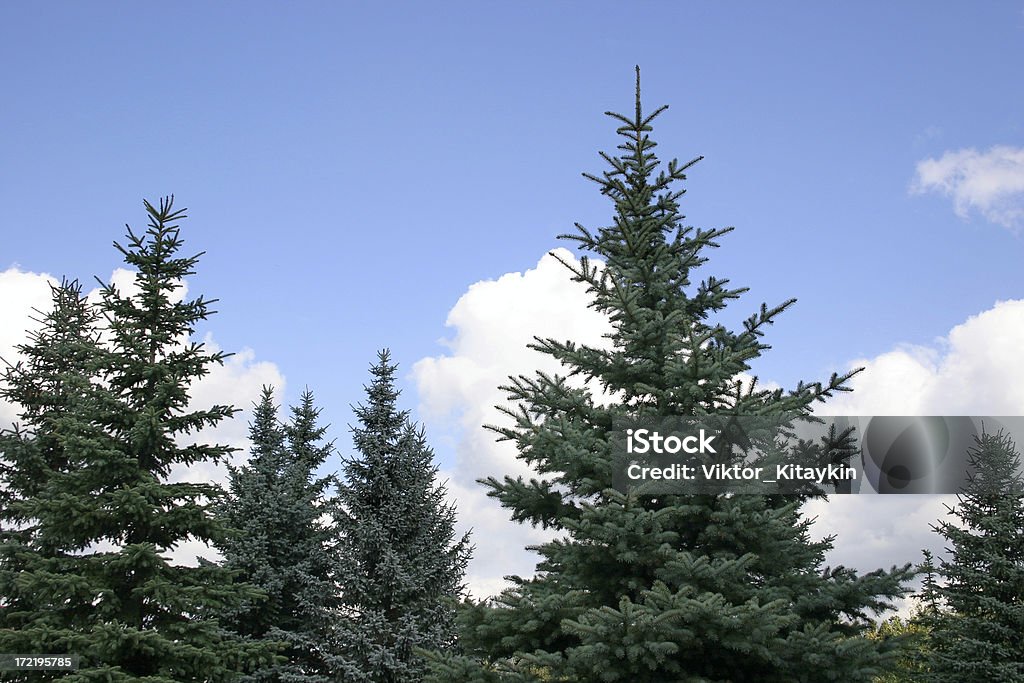 Fir-bois - Photo de Aiguille - Partie d'une plante libre de droits