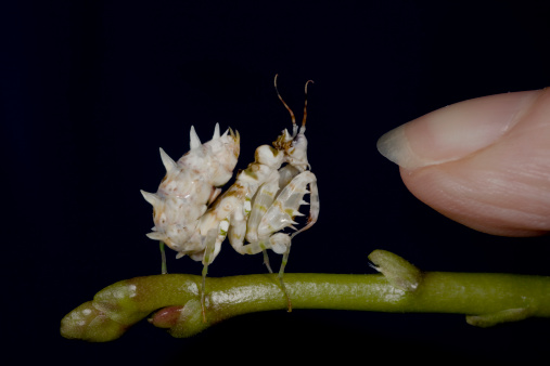 Young white Praying mantis on branch against dark Background with tip of finger giving scale