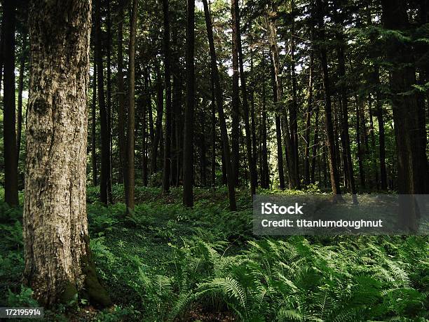 Farne Stockfoto und mehr Bilder von Farn - Farn, Wald, Baum