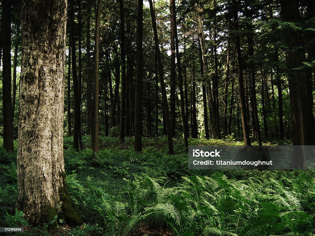 Ferns - Foto de stock de Bosque libre de derechos