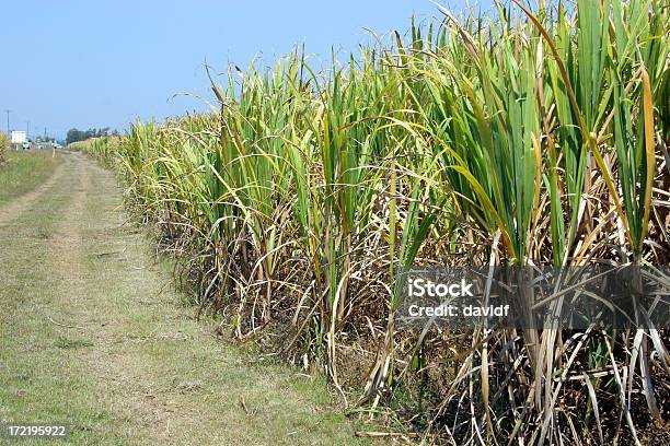 Foto de Bastão De Corrida e mais fotos de stock de Flórida - EUA - Flórida - EUA, Agricultura, Cana-de-açúcar