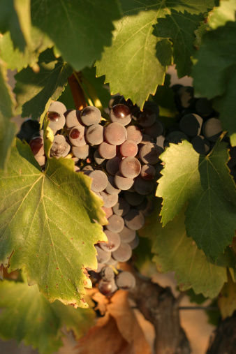 Ripe red wine grapes on the vine, nestled in leaves and splashed with sunlight