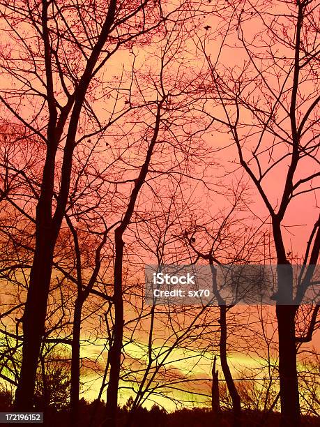 Pomarańczowy Zachód Słońca - zdjęcia stockowe i więcej obrazów Bezlistne drzewo - Bezlistne drzewo, Brzoskwinia - Owoc, Bunt