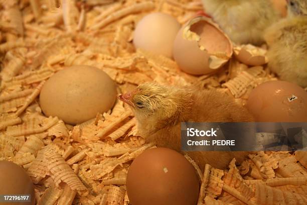Новорожденный Chick — стоковые фотографии и другие картинки Молодняк птицы - Молодняк птицы, Стружка, Цыплёнок