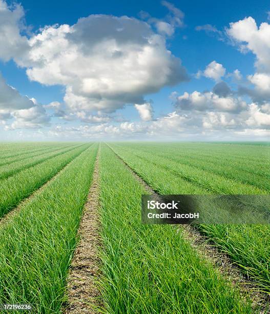 Grass And Clouds Stock Photo - Download Image Now - Agricultural Field, Agriculture, Botany