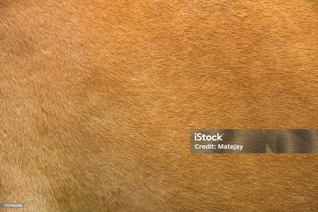Cavalo Ocultar detalhes - Foto de stock de Cavalo - Família do cavalo royalty-free
