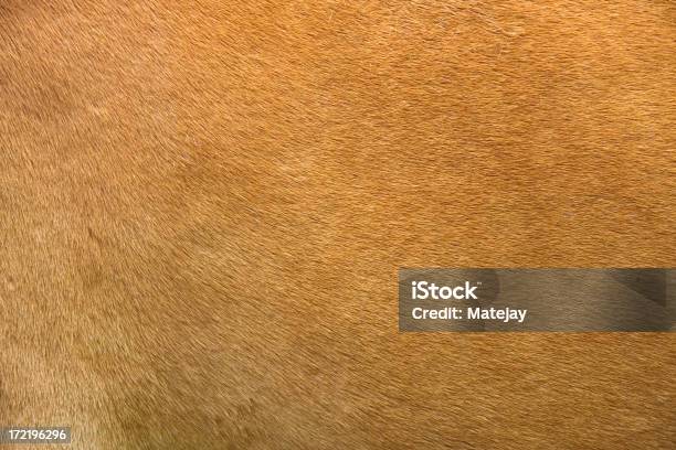 Foto de Cavalo Ocultar Detalhes e mais fotos de stock de Cavalo - Família do cavalo - Cavalo - Família do cavalo, Pele de Vaca, Pelo Animal