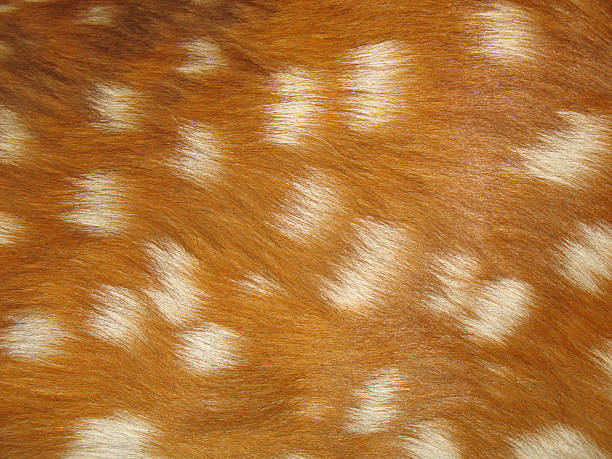 Deer Fur Texture stock photo