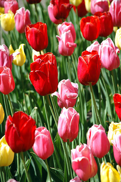 Beautiful Tulip colors stock photo