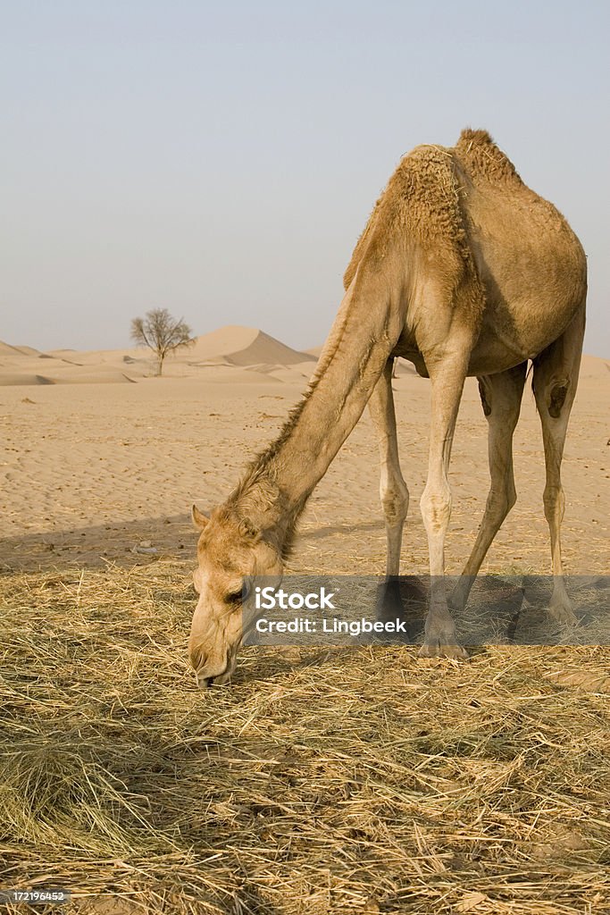 Camellos en el desierto (UAE - Foto de stock de Al Ain libre de derechos