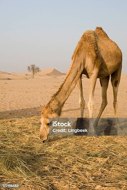 Camellos En El Desierto Uae Foto de stock y más banco de imágenes de Al Ain - Al Ain, Alimentar, Animal