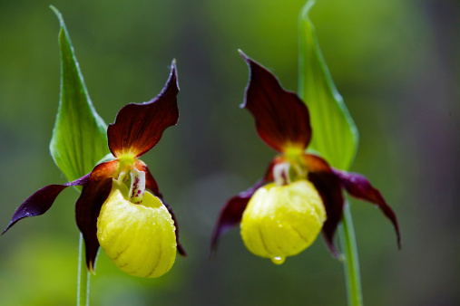 wild lady's-slipper