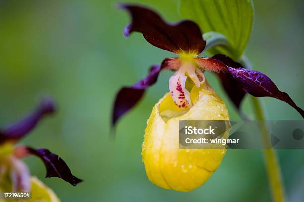 Wild Lady De Chinelo - Fotografias de stock e mais imagens de Orquídea sapatinhos - Orquídea sapatinhos, Amarelo, Orquídea - Flor tropical