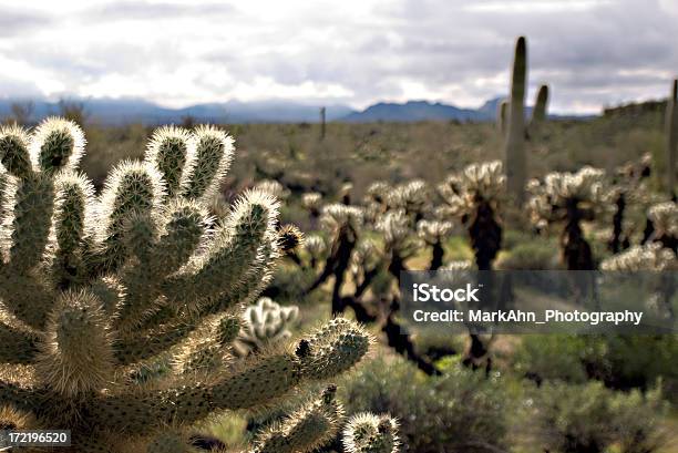 Foto de Paisagem Do Deserto e mais fotos de stock de Arizona - Arizona, Cacto, Cacto Gigante