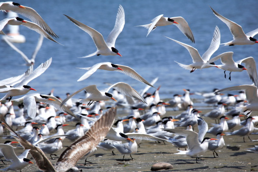 A migrating flock of Elegant Terns comes in for a landing near Mission Beach in San Diego, CA.
