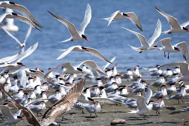 Photo of White terns on a beach and flying above with ocean in rear