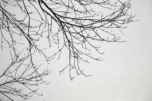 Silhouette of bare branches of a maple tree shot against a dense, low cloud cover prior to a snowstorm.