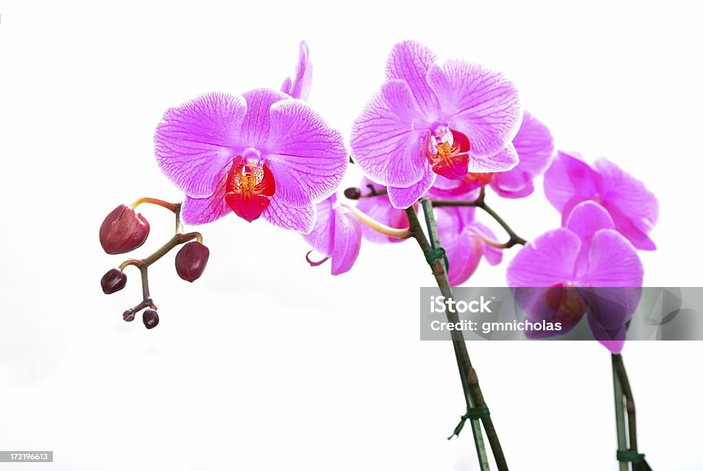Orchidee - Foto stock royalty-free di Clima tropicale