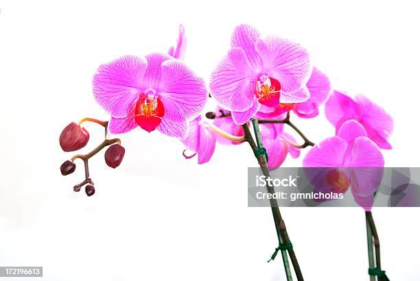 Orchidee - Fotografie stock e altre immagini di Clima tropicale - Clima tropicale, Composizione orizzontale, Fiore