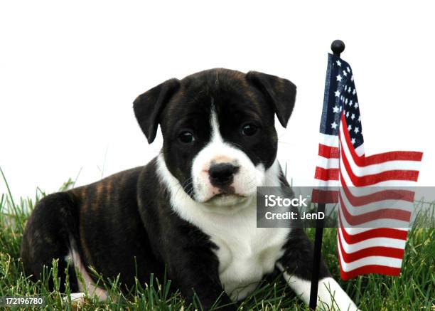 Patriotische Hund Stockfoto und mehr Bilder von Amerikanische Flagge - Amerikanische Flagge, Patriotismus, Welpe