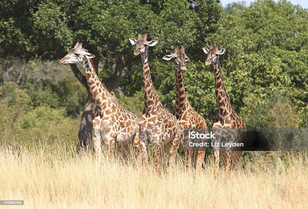 Vier Giraffen in einer Reihe - Lizenzfrei Afrika Stock-Foto