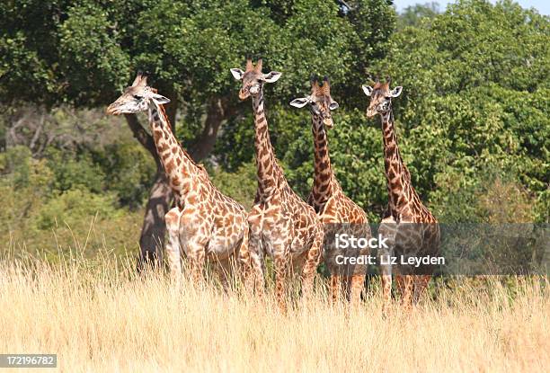 Cztery Giraffes W Rzędzie - zdjęcia stockowe i więcej obrazów Afryka - Afryka, Afryka Wschodnia, Bez ludzi