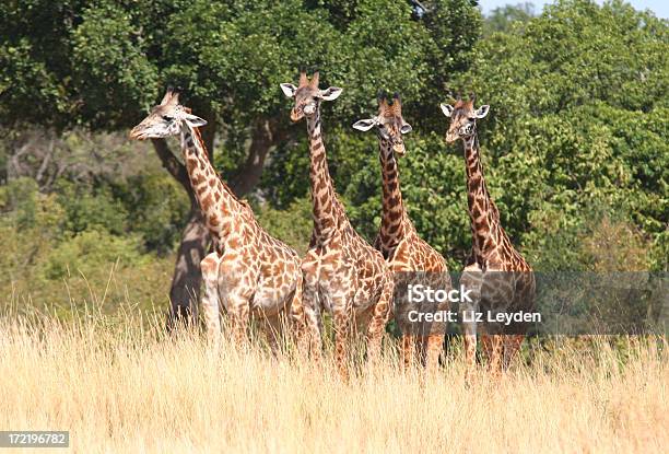 Четыре Жирафов В Ряд — стоковые фотографии и другие картинки Masai Giraffe - Masai Giraffe, Африка, Без людей